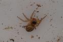 Lycidas_scutulatus_D7806_Z_89_North Stradbroke island_Australie